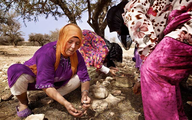 Billedet viser en gruppe af marokkanske kvinder, der samler argannødder i et smukt landskab af træer og buske. Kvinderne kan være iført traditionelle marokkanske tørklæder og tøj og kan være i gang med at samle nødderne ved hjælp af redskaber som skåle eller kurve. Kvinderne kan også være i gang med at sortere og rense nødderne ved hjælp af træplader og sten. I baggrunden kan man se en række af træer med argannødder og andre vegetationer. Billedet viser den vigtige rolle, som kvinderne spiller i indsamlingen af argannødder og produktionen af arganolie i Marokko