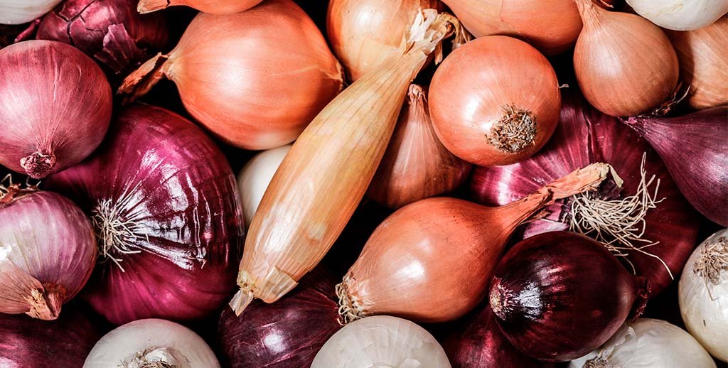 Forskellige løgtyper - rødløg, hvidløg og skalotteløg - arrangeret som neuroprotektive næringsstoffer